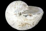 Fossil Nautilus (Cymatoceras) - Madagascar #127149-1